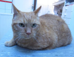 Max, de mooie rode kater, was plots verlamd (stolsel in ruggenmerg) Acu hielp, maar helaas een 2e stolsel bleek fataal. 
